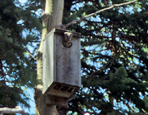 OwlOnUncompahgre Flamd