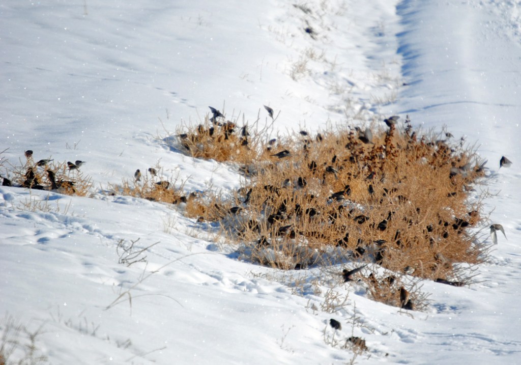 A flock of small birds foraging in a patch of dry grass amidst a snowy landscape.
