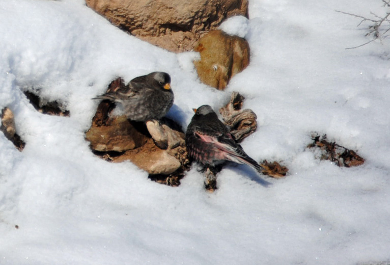 Two rosy-finches feeding on the snow-covered ground, surrounded by rocks.