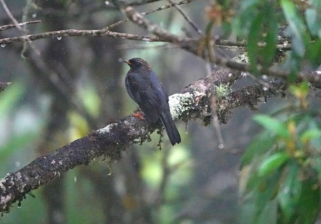 A Black-faced Solitaire perched on a moss-covered branch in a misty cloud forest, droplets of water glistening on the foliage.