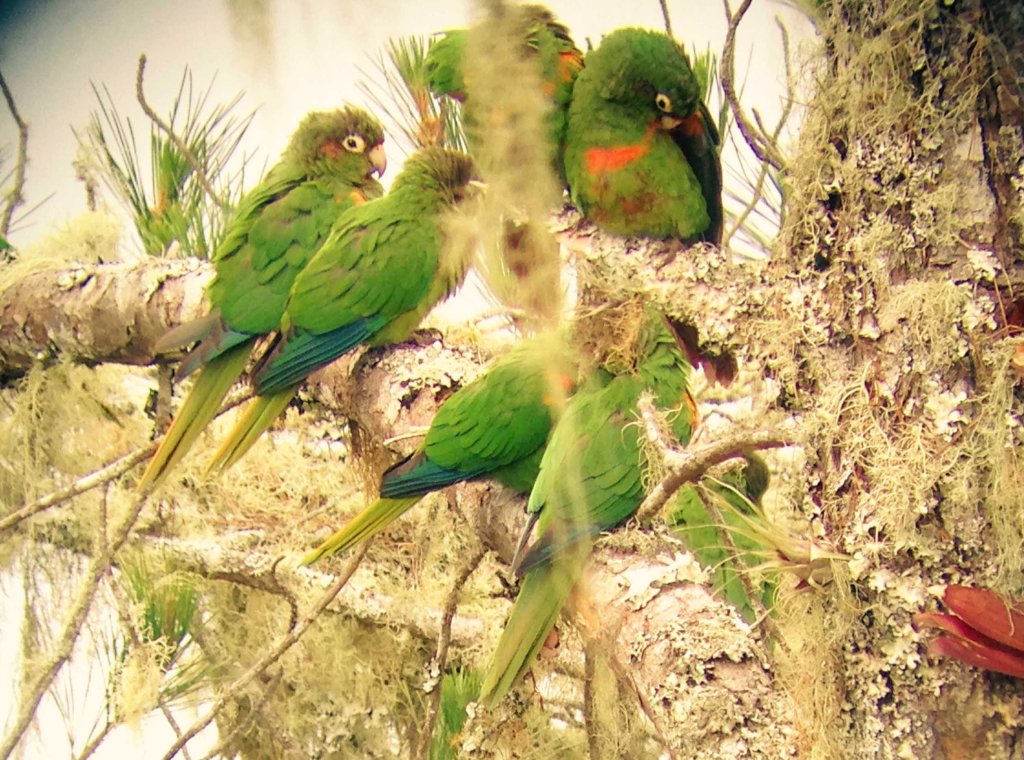 A group of Santa Marta Parakeets perched on a moss-covered tree branch, showcasing their vibrant green feathers with hints of orange and blue.