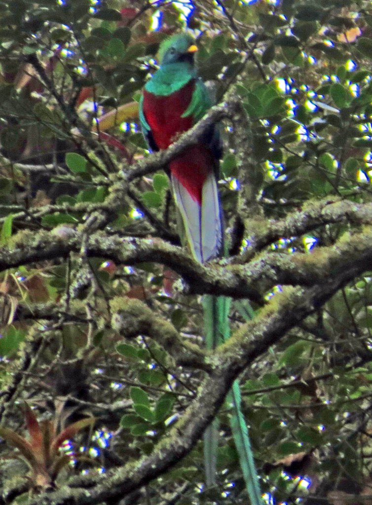 A close-up image of a Resplendent Quetzal perched on a branch, showcasing its vibrant green and red plumage along with long tail feathers, surrounded by lush green foliage.