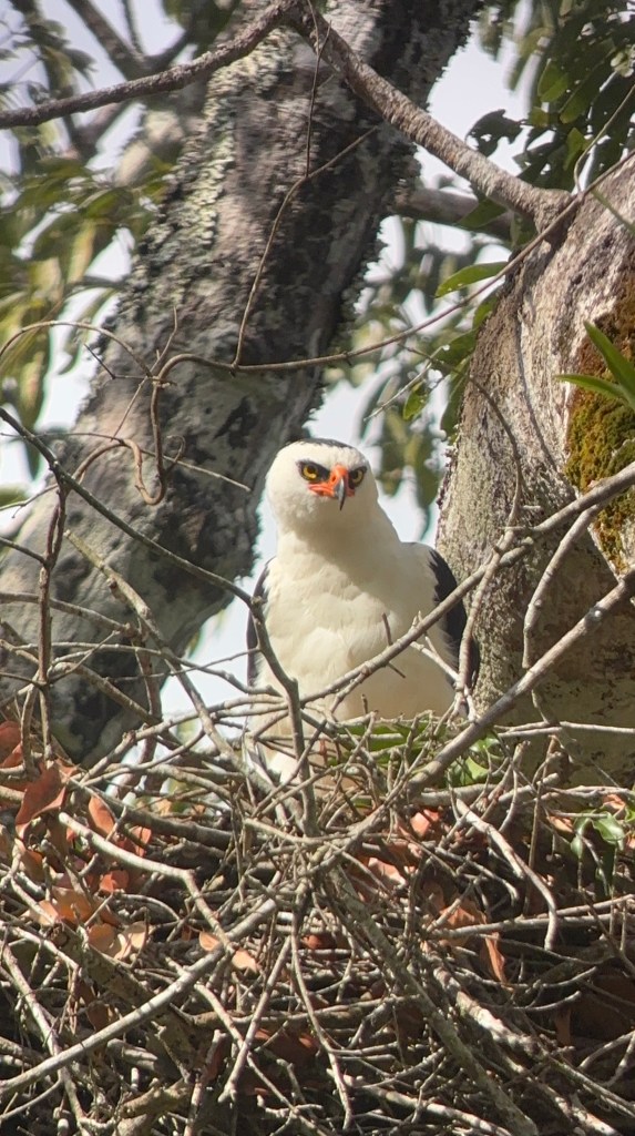A Black and White Hawk-Eagle perched protectively in its nest, surrounded by branches and foliage.